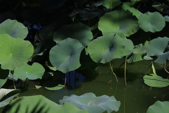 走势图表演示图